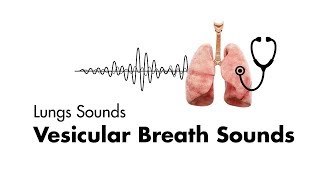 Vesicular Breath Sounds  Normal Lung Sounds  MEDZCOOL [upl. by Blain786]