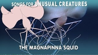 Magnapinna Squid  Songs for Unusual Creatures  PBS Digital Studios [upl. by Strickman]