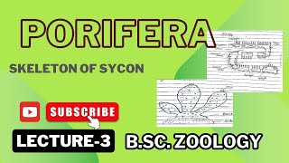 Spicules in Sycon  Monoaxon  Tetraxon  Notes Pdf in Description [upl. by Annaul176]