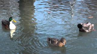 Mallard Duck [upl. by Debra]