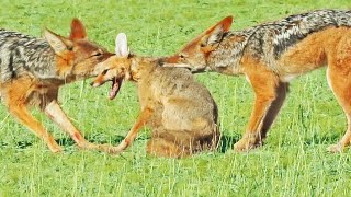 Jackals Rip Fox Apart While it Fights Back [upl. by Ahsyekal369]