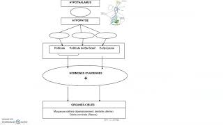 Le contrôle hypothalamo hypophysaire de la reproduction [upl. by Cheston305]