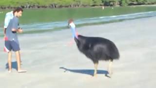 Cassowary at Cape Tribulation  Daintree PART 1 [upl. by Aelanej]