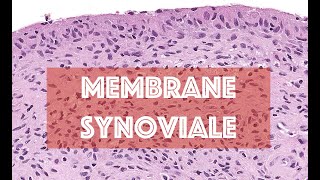 LA MEMBRANE SYNOVIALE  HISTOLOGIE [upl. by Tannie277]