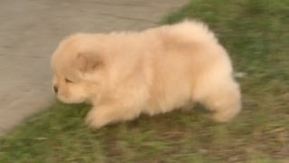 Chow Puppy Trips Over Absolutely Nothing Hits Head [upl. by Ahseniuq]