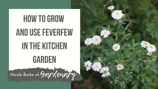 How to Grow and Use Feverfew in the Kitchen Garden [upl. by Raye]