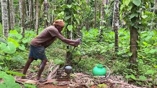 Bordeaux spraying for Arecanut  ಅಡಿಕೆಗೆ ಬೋರ್ಡೋ ದ್ರಾವಣ ಸಿಂಪಡಣೆ [upl. by Mussman]