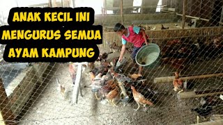 Sukses Ternak Ayam Kampung  15 juta Sebulan [upl. by Annirtak31]