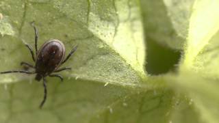 Castor bean tick Ixodes ricinus [upl. by Sidhu]