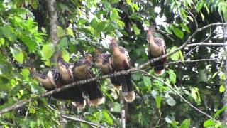 Birds of Peru Hoatzin Opisthocomus hoazin [upl. by Ambrosius]