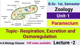 ParameciumRespiration Excretion amp OsmoregulationZoologyBSc1st Semester [upl. by Yekcaj]