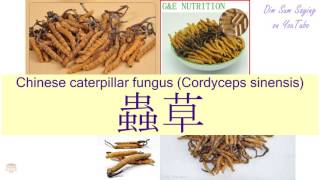 quotCHINESE CATERPILLAR FUNGUS CORDYCEPS SINENSISquot in Cantonese 蟲草  Flashcard [upl. by Mihar798]