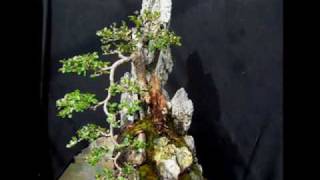 cotoneaster on rock0001wmv [upl. by Kolnos]