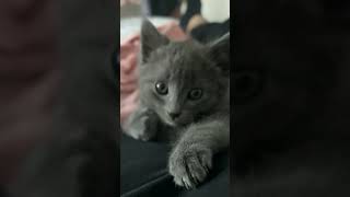 Mistigri happy music cat kitten bestdancerintheworld cute catlover babycoversong funny edit [upl. by Dielle220]