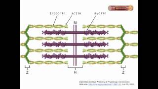 Muscle features skeletal muscle part 1 [upl. by Enajaras]