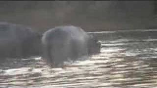 Giant Crocodile Eats Hippo Mother Hippo Mourns [upl. by Enileoj]