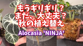 もうギリギリ？まだ大丈夫？秋の植え替え Autumn repotting観葉植物・アロカシア・ニンジャ 観葉植物 houseplants アロカシア alocasia propagation [upl. by Eked]