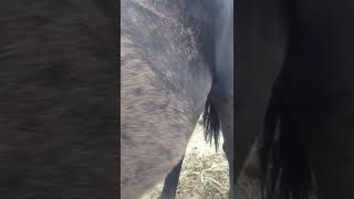 Foal moving inside mares belly [upl. by How]