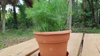 How to Grow Dill [upl. by Haughay]