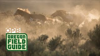 Mustangs Drive Away from Herd  Rare Footage [upl. by Nwahsor]