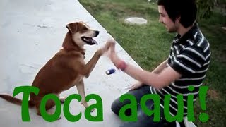 Como ensinar seu cachorro a dar a pata e fazer o quottoca aquiquot Adestramento Positivo [upl. by Asikal]