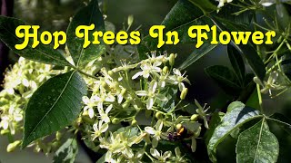 Hop Trees In Flower In Carolinian Ontario [upl. by Kass]