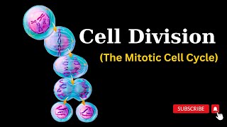 Cell Cycle EXPLAINED A StepbyStep Journey into MITOSIS [upl. by Esinej259]