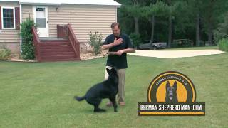 Solid Black German Shepherd Sergeant The Super Dog Working line German Shepherd [upl. by Airym745]