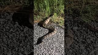 Canebrake Rattlesnake [upl. by Alekehs692]