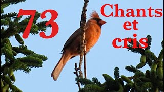 73 Oiseaux du Québec chants et cris [upl. by Lanni]