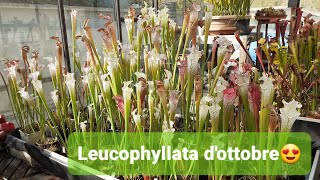 189💥SARRACENIA LEUCOPHYLLA PIANTA CARNIVORA REGINA DI QUESTO CALDO OTTOBRE  👉ILPIGLIAMOSCHE [upl. by Nohpets]