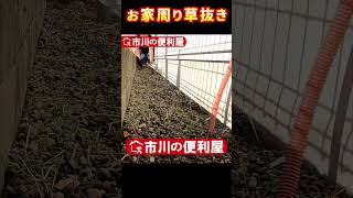 お家周り草抜き【千葉県市川市の便利屋ショート】作業料目安・お見積りは概要欄をご覧下さい！ [upl. by Eerised]