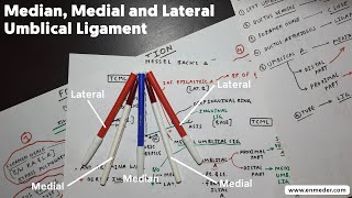 Medial Median and Lateral Umbilical Ligament  NEET PG INICET [upl. by Erodoeht639]