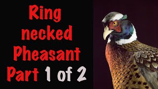 Pheasant Taxidermy Part 12 Mounting process [upl. by Ear]