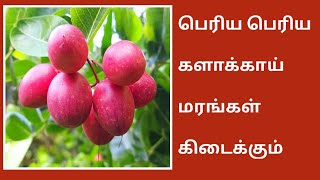 பெரிய பெரிய களாக்காய் மரங்கள் கிடைக்கும்  kalakai fruit Plants  Carandas Cherry fruit Plants [upl. by Conrado]