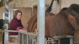 Equine Reproduction UK  3 day breeding short course AI tech training [upl. by Nahtannhoj]