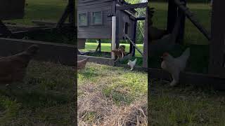 Chicken prison escapes 😂🥰shorts chicken shortvideo [upl. by Erick728]