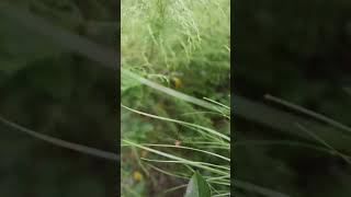 This granddaddy long leg tried to kill me shorts nature hikingalone solo [upl. by Herold]