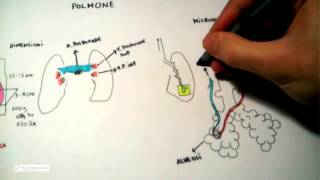 511 Polmone anatomia e fisiologia [upl. by Sucramal]