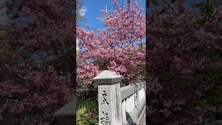 Kyoto Sakura kyoto japan cherryblossom sakura 京都桜 京都 桜 [upl. by Aisac]