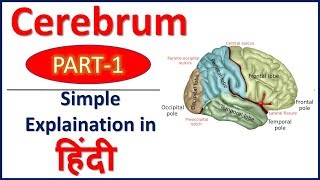 Cerebrum PART 1 simple explaination in Hindi  Bhushan Science [upl. by Kurys]