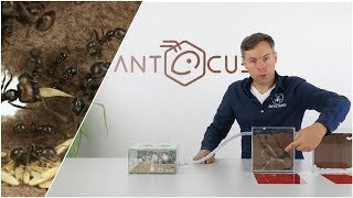 ANTCUBE Starter Set für Ernteameisen  mit Ameisen  Messor barbarus in einer Ameisenanlage [upl. by Holden89]