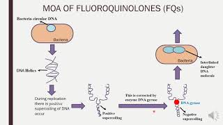 MOA of Fluoroquinolones [upl. by Naelcm228]