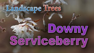 Will a Downy Serviceberry Tree Grow in Your Yard [upl. by Lladnik]