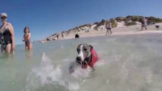 Whippet at the Beach [upl. by Mahseh]