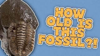 Unboxing a MultiMillion Year Old Fossil [upl. by Aztilay]