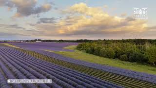 Drone emotion  Les lavandins de Beauce  La FertéVilleneuil EureetLoir [upl. by Aniaz727]