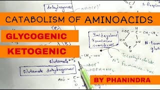 Catabolism of Aminoacids  Degradation  Glycogenic and Ketogenic Aminoacids [upl. by Kumler]