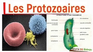 module zoologie embranchement des protozoaires partie 3 [upl. by Pearla]