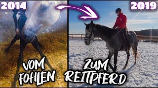 Vom Fohlen zum Reitpferd ✮ Rubielle  mein selbstgezogenes Fohlen wird erwachsen ♥ [upl. by Heurlin]